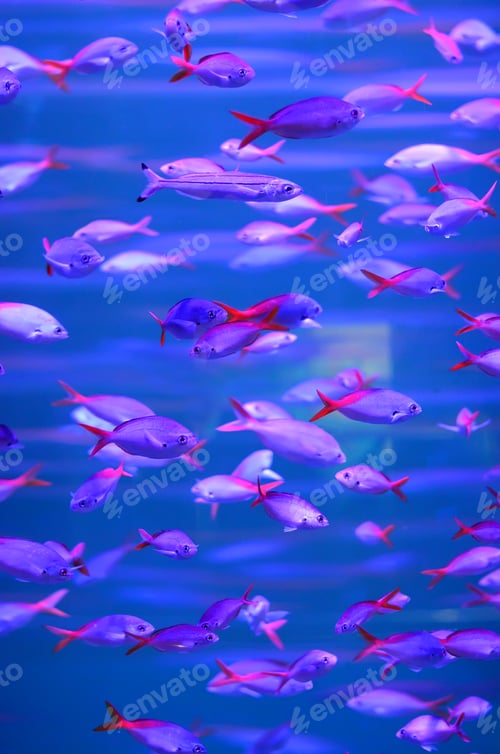 Preview: Tropical piranha fishes in Aquarium