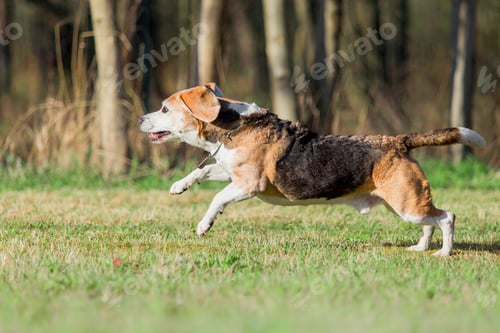 Preview: Beagle dog running on the grass in park