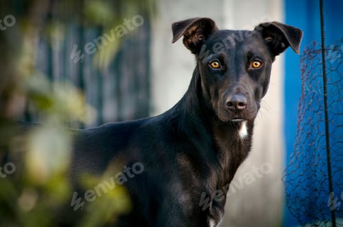 Preview: Brown-eyed black dog looking at the camera.