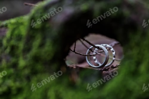 Preview: Silver rings viewed from inside of a tree hole