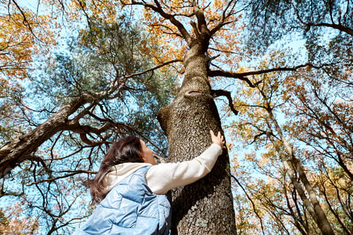 Preview: Happy middle-aged woman hugging big tree in autumn forest.