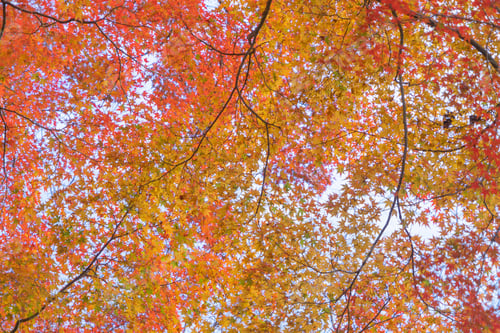 Preview: Red maple leaves or fall foliage in colorful autumn season, Yamanashi. Five lakes. Trees in Japan