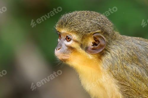 Preview: The Gabon talapoin (Miopithecus ogouensis), also known as the northern talapoin