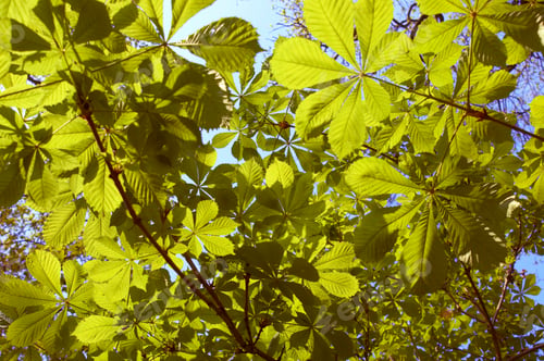 Preview: Sunlight through horse chestnut leaves