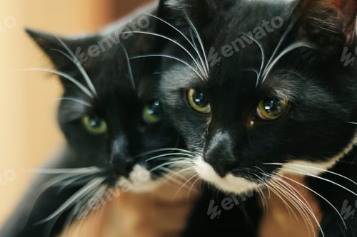 Preview: Kittens