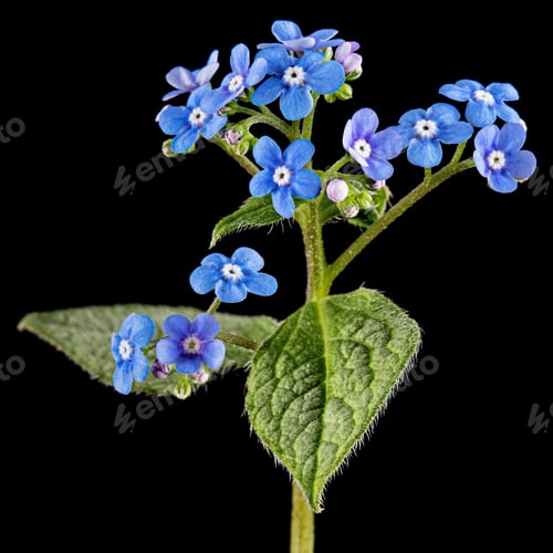 Preview: Blue flowers of brunnera, forget-me-not, myosotis, isolated on black background