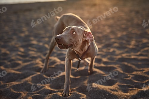 Preview: Funny dog on beach