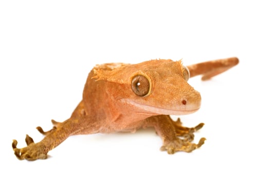 Preview: Crested gecko in studio