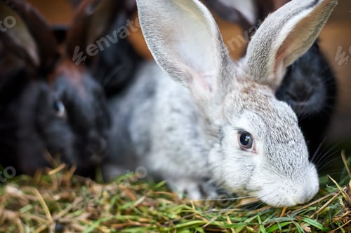 Preview: Gray and black bunny rabbits eating grass, closeup