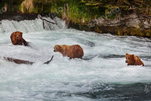 Preview: Bear on Alaska