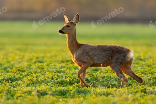 Preview: Roe deer walking aside on green pasture in springtime nature