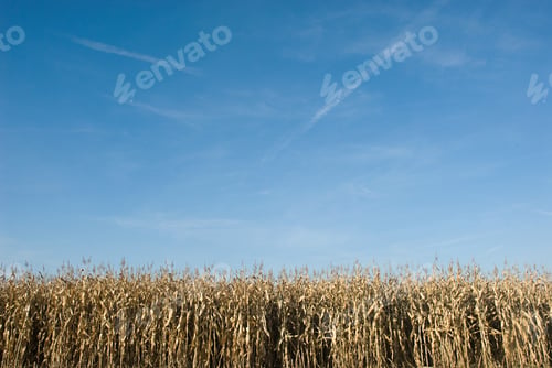 Preview: Field of corn