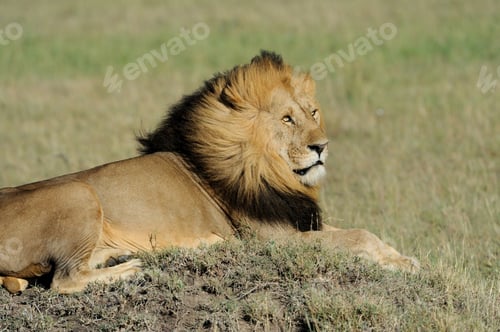 Preview: Lion