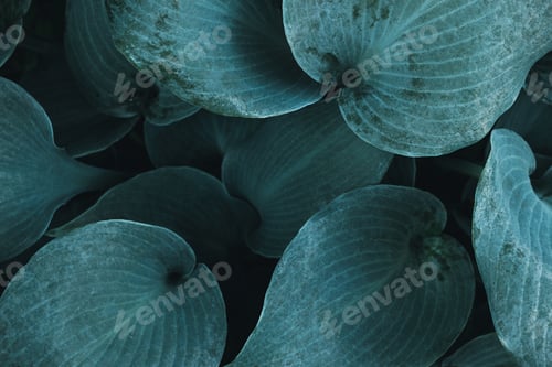 Preview: Green leaves background