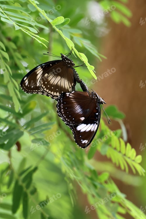 Preview: Close up shot of butterflies on green leaves
