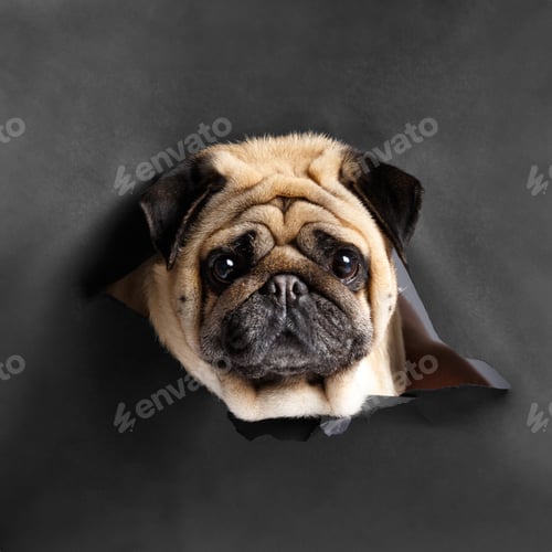 Preview: Funny portrait of a purebred pug on a black background.