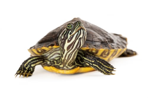 Preview: River Cooter Turtle
