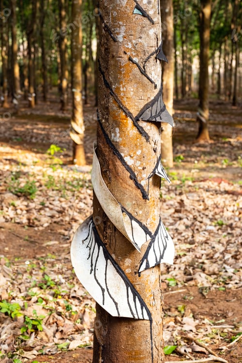 Preview: Rubber tree on plantation, close-up. Collecting latex from rubber tree.