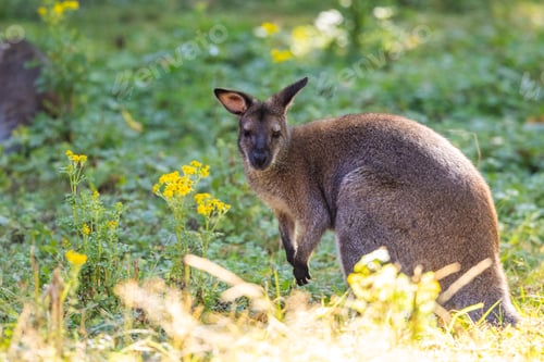 Preview: Wallaby Standing in a Bright Natural Meadow with Yellow Wildflowers