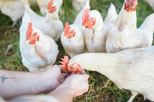 Preview: Agriculture, chickens and hands with food for sustainability, eco friendly and free range farming i