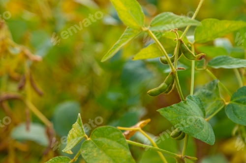 Preview: soybean grows on the field. Selective focus.