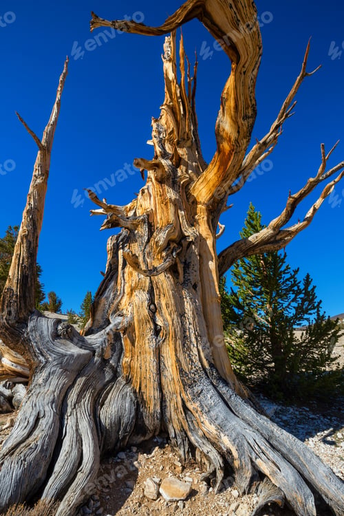 Preview: Ancient tree