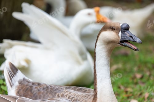 Preview: Gooses in the farm garden