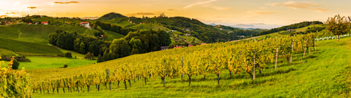 Preview: Sunset panorama of wine street in Styria. Fields of grapevines