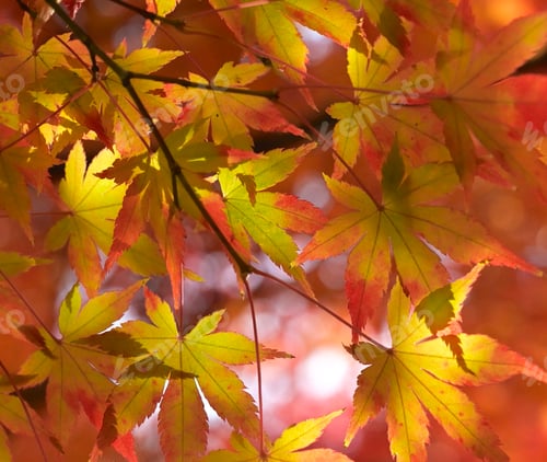Preview: A Creative Nara,Japan picture of World