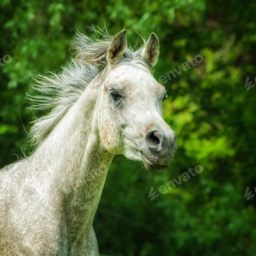 Preview: arabian, horse, mare, stallion, riding