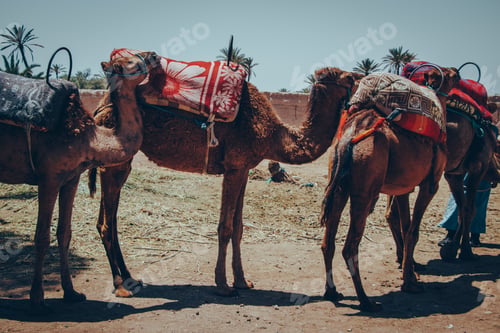 Preview: Camels, leisure, ride, animals. Exotic.