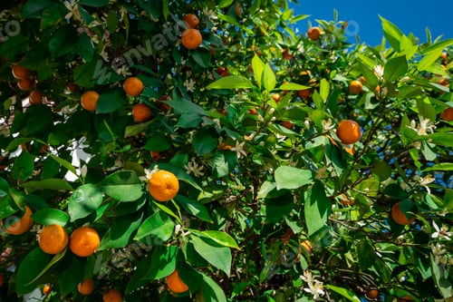 Preview: clementines ripening on tree against blue sky. Tangerine tree. Oranges on a citrus tree