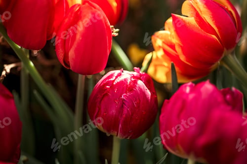 Preview: beautiful colorful tulips. spring background