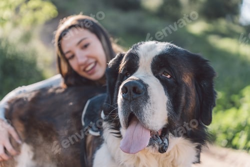 Preview: Close-up of Saint Bernard with Smiling Young Woman in Background.