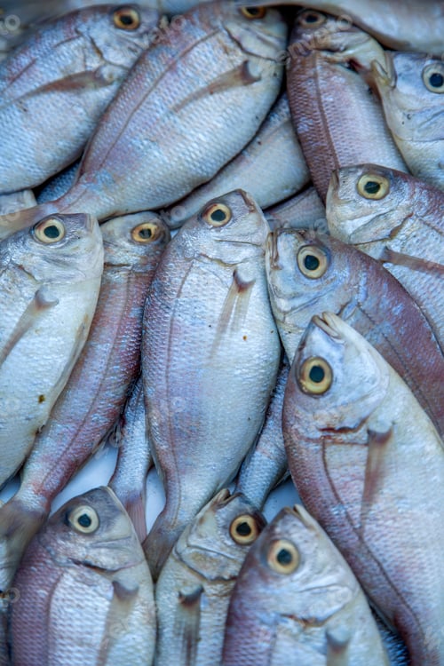 Preview: Fresh fish
