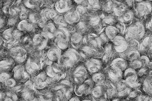 Preview: Curly grey texture of sheep's wool