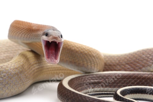 Preview: attack Taiwan beauty rat snake isolated on white background