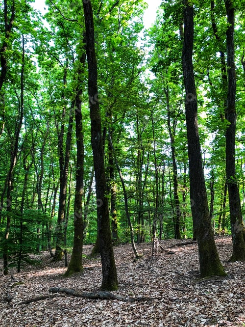 Vorschau: Bäume
