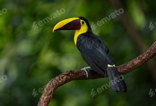 Preview: Toucan in Costa Rica