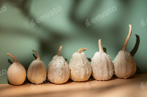 Preview: Decorative pumpkins on light orange