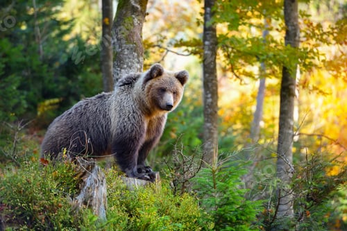 Preview: Young european brown bear in the authumn forest