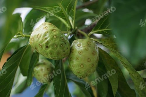 Preview: Closeup shot of numerous Noni fruits on a tree branch surrounded by green leaves