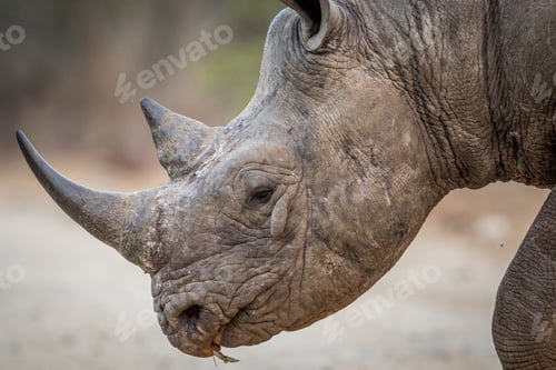 Preview: Close up of a Black rhino head in the Kruger.