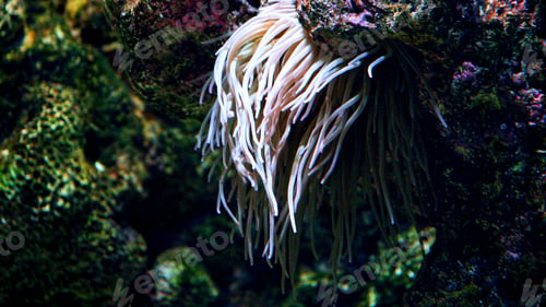 Preview: Closeup of sea anemone with long tentacles flowing in water streams on sea bed