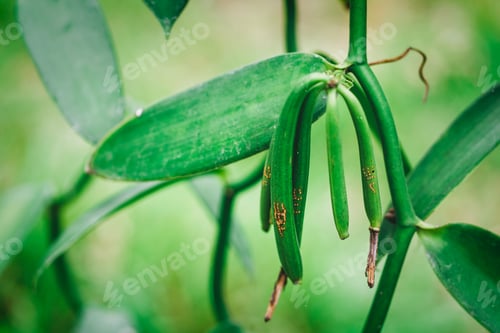 Preview: Closeup of Vanilla bean pods on cultivated plantation. La digue Island, agriculture in tropical