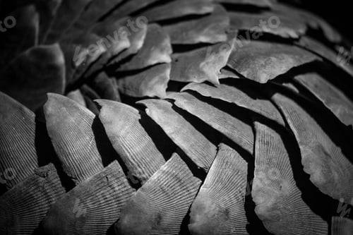 Preview: The scales of a pangolin, Smutsia temminckii