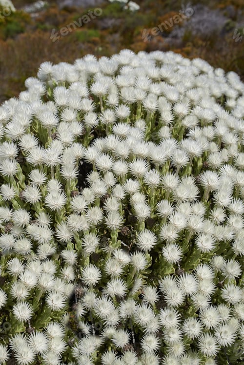 Preview: Fynbos of Western Cape