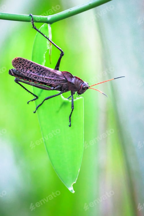 Preview: Purple Lubber Grasshopper in Costa Rica