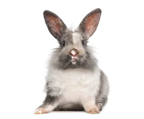 Preview: Fluffy gray and white rabbit sitting, looking at camera