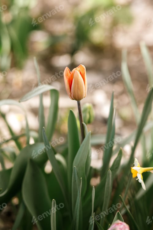 Preview: Beautiful tulips in sunny garden. Orange tulips spring flowers blooming in urban garden
